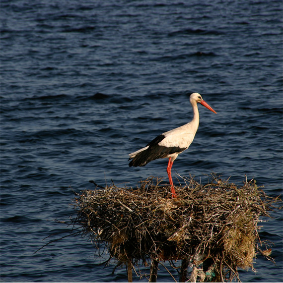 Environne-ment